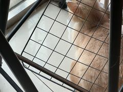 -平行世界·猫咖(首经贸店)