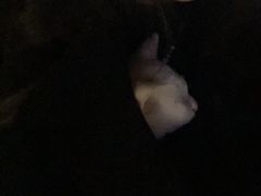 -瑞派雷欧宠物医院·24h夜诊·心脏骨科牙科·全科重症转诊中心(无影山店)