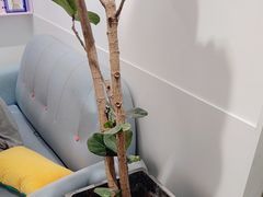 -天真蓝照相馆(杭州滨江宝龙店)