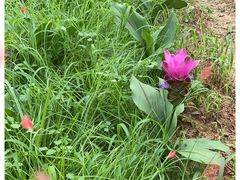 -松山湖梦幻百花洲