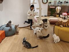 -1013 PET SHOP精品宠物商店(丁香店)