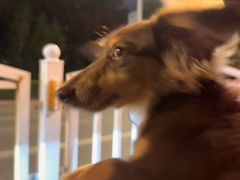 -小叮当动物医院·骨科·眼科