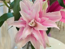 -FUMEIHUI·科技美肤·美体SPA