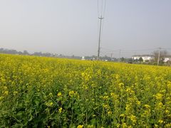 -桤木河湿地公园