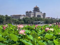 -莲花池公园
