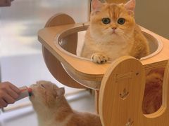 -飞行喵MR PILOT|猫舍·猫咖(静安大融城店)