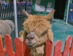 -萌宠亲子动物乐园(槐房万达店)