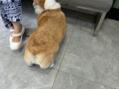 -半岛宠物医院24小时(白果林店)