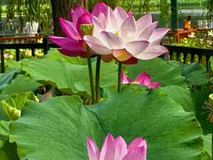 -莲花池公园