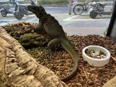 -酷以爬仙阁实体爬宠店·守宫·蜥蜴·专业繁育