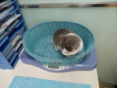 -纳吉亚猫专科动物医院博雅分院