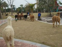 -灵玲国际马戏城