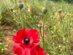 -盘龙城国家考古遗址公园