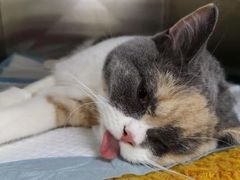 -创凡宠物医院·骨专科  猫科中心(西乡分院)