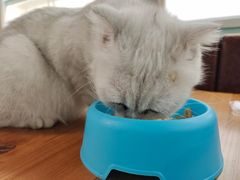 -猫小院猫主题餐厅(三里屯店)