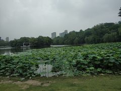 -滨湖塘西河公园