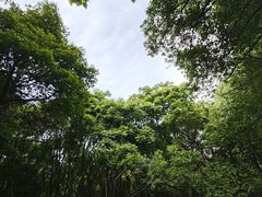 -杭州半山国家森林公园