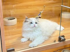 -猫十亿·布偶金渐层·曼基康矮脚猫舍(青年路店)