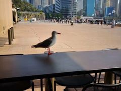 -悉尼歌剧院