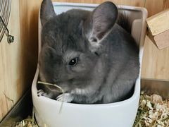 -藦茜花园宠物主题亲子互动体验馆(国顺东路店)