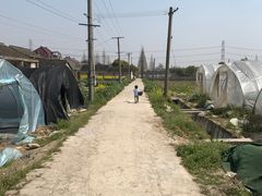 -喜杨洋草莓采摘园