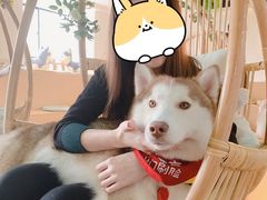 -Husky Go! 哈士奇体验馆·宠物咖啡厅狗咖