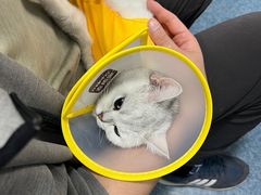-A猫a狗全科·犬猫异宠·芥西宠物医院(南开总院)