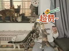 -楼上猫咖(罗湖店)