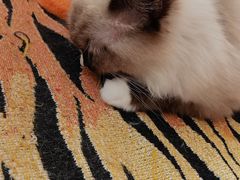 -平行世界·猫咖(首经贸店)