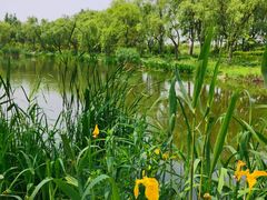 -新江湾城公园