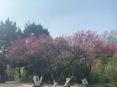 -菊花台公园