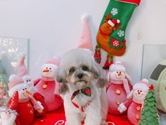 -BABYDOG宝贝狗宠物乐园(欧洲城店)