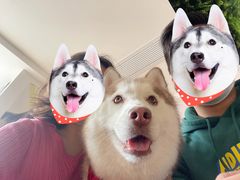 -Husky Go! 哈士奇体验馆·宠物咖啡厅狗咖