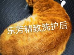 -汪小喵宠物·戴维斯乐芳希施宠馨宝皮毛调理洗护店