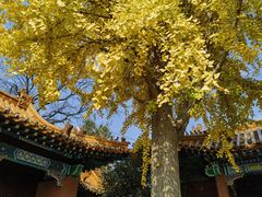 -戏马台景区