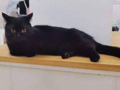 -李小姐の猫咖啡馆(五角场店)