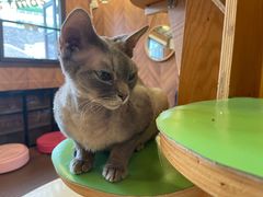 -MOCHA明星猫咖(田子坊店)
