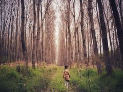 -黄海国家森林公园