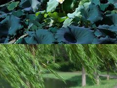 -亚龙湾国际玫瑰谷