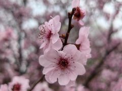 -天王浮山樱花园