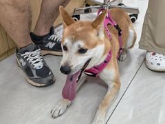 -美联众合动物医院·24h京西诊疗中心