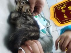 -中农国际动物医院24小时·猫科·骨科·急重症中心