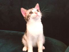 -猫大福·Fortune Cat猫舍(百子湾店)