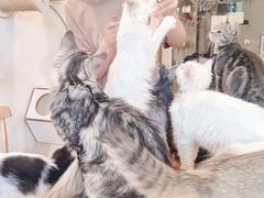 -楼上猫咖(罗湖店)