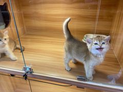 -猫十亿·布偶金渐层·曼基康矮脚猫舍(青年路店)
