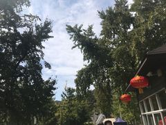 -千年银杏谷文化旅游区