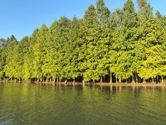 -上海海湾国家森林公园