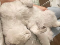 -猫大福·Fortune Cat猫舍(百子湾店)