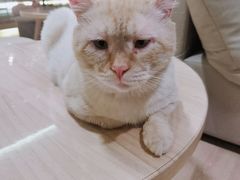 -猫腻·猫咖·撸猫馆(星光大道店)