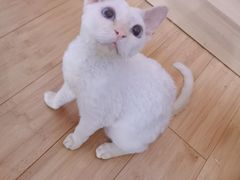 -宠福鑫康馨动物医院·骨科·眼科